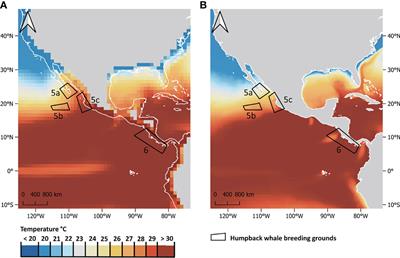 High-Resolution Projections of Global Sea Surface Temperatures Reveal Critical Warming in Humpback Whale Breeding Grounds